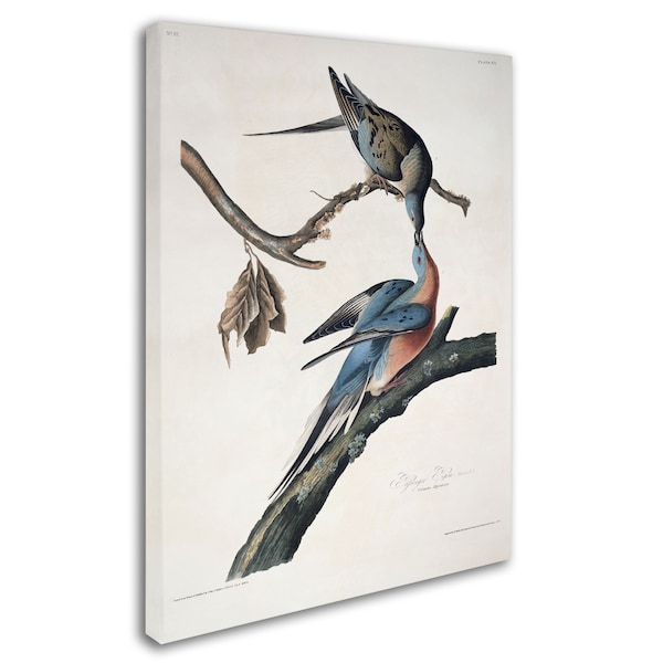 John James Audubon 'Passenger Pigeon' Canvas Art,18x24